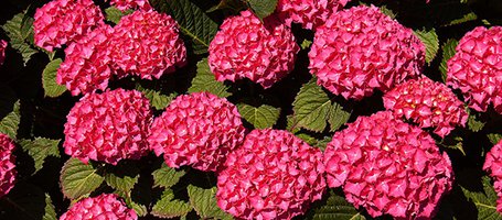 When and how to prune hydrangeas: practical guide